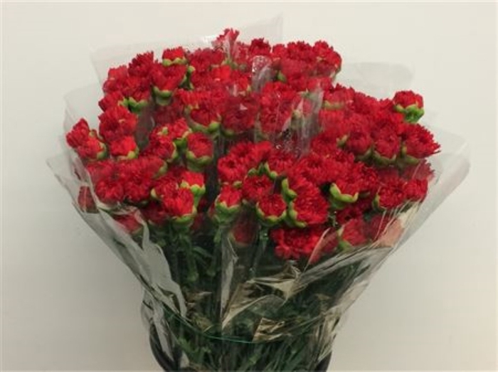 <h4>Di St Eros Red</h4>