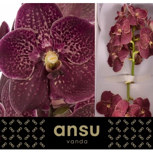 Vanda 'Sunanda Chocolate Red' x16