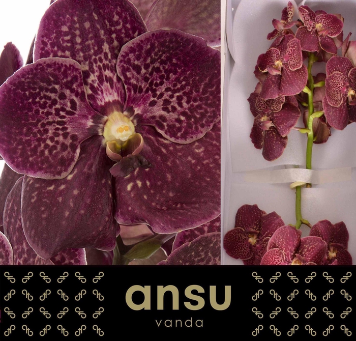 <h4>Vanda 'Sunanda Chocolate Red' x16</h4>