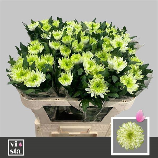 <h4>CHR G ZEMBLA LIME</h4>