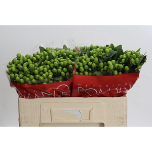 Hypericum Lucky Romance