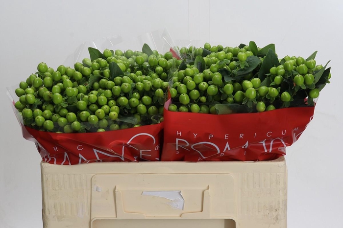 <h4>Hypericum Lucky Romance</h4>