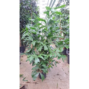 Caryota Mitis bush 220