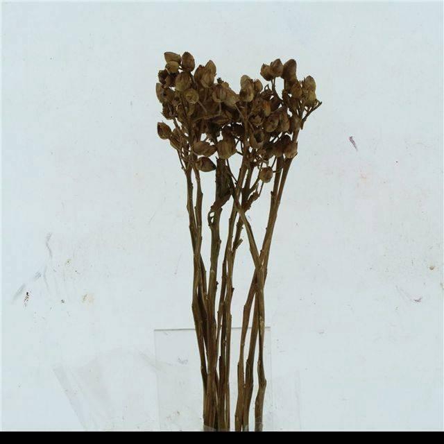 <h4>DROOGBL BEWERKT H%</h4>