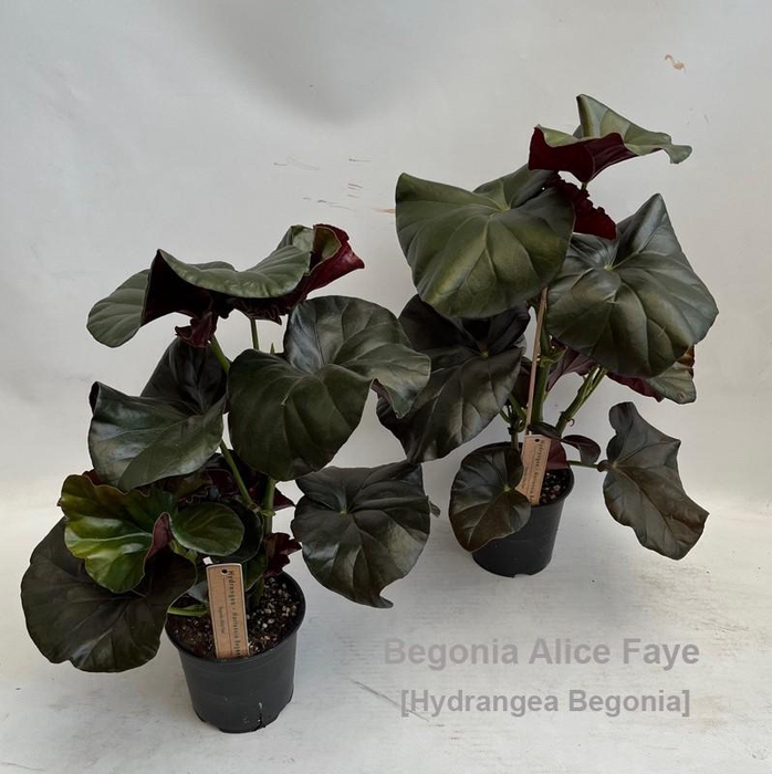 <h4>Begonia Alice Faye 14cm [Hydrangea Beg.]</h4>