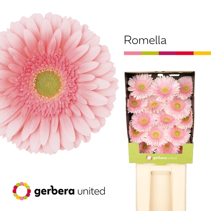 <h4>Gerbera Romella Diamond</h4>