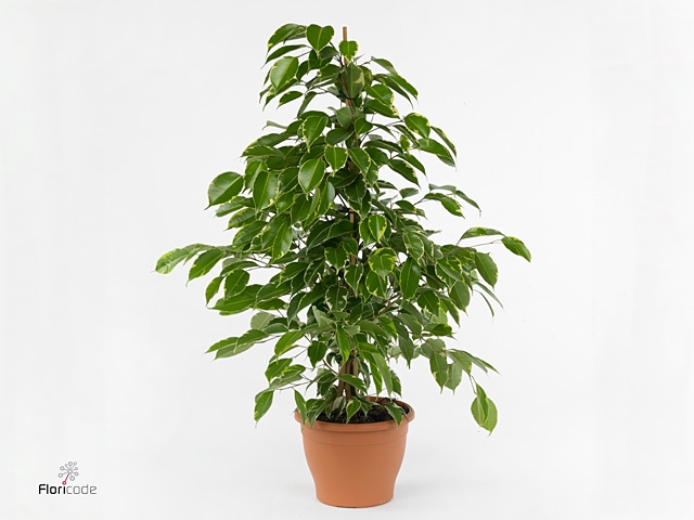 Ficus benjamina Samantha®