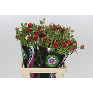 RAN N MODER ALLEGRIA