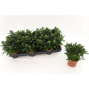 Aster Starletta White