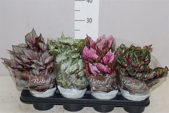 <h4>Begonia Blad Beleaf Gemengd</h4>