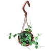 Hoya Overig hangpot Mathilde