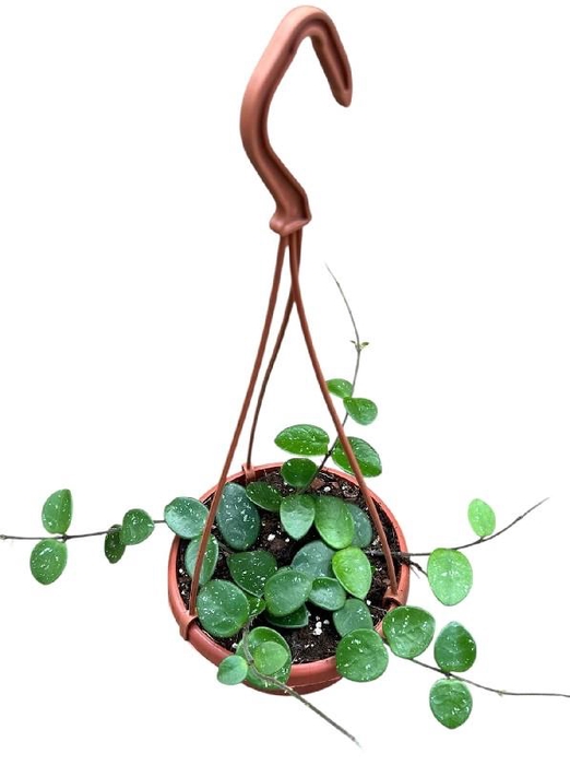 Hoya Overig hangpot Mathilde