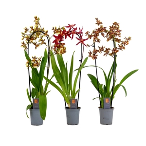 Inca Cambria mix cascade XL 9cm