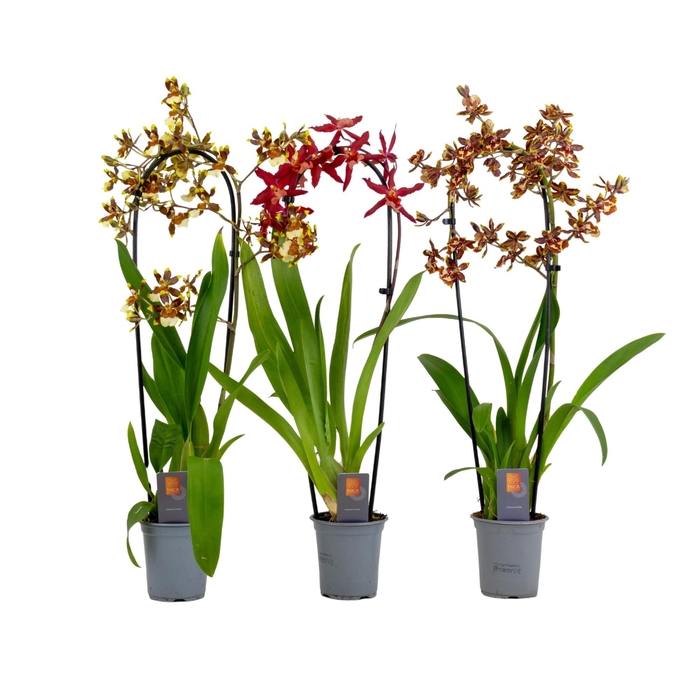 <h4>Inca Cambria mix cascade XL 9cm</h4>