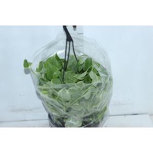 PEPEROMIA SCANDENS C21