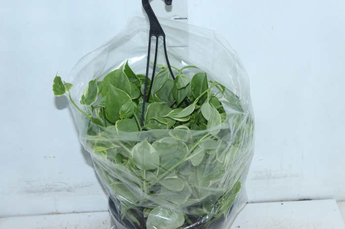 PEPEROMIA SCANDENS C21