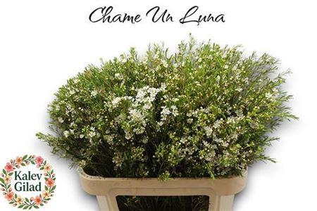 <h4>Chame Un Luna</h4>