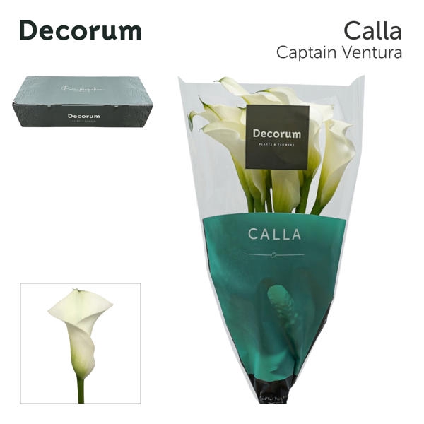 <h4>Calla Captain Ventura Big Box</h4>