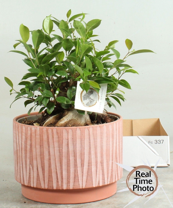 <h4>FIC MI GINSENG</h4>