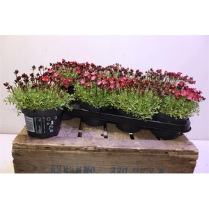 arr8 Saxif Ar Peter Pan