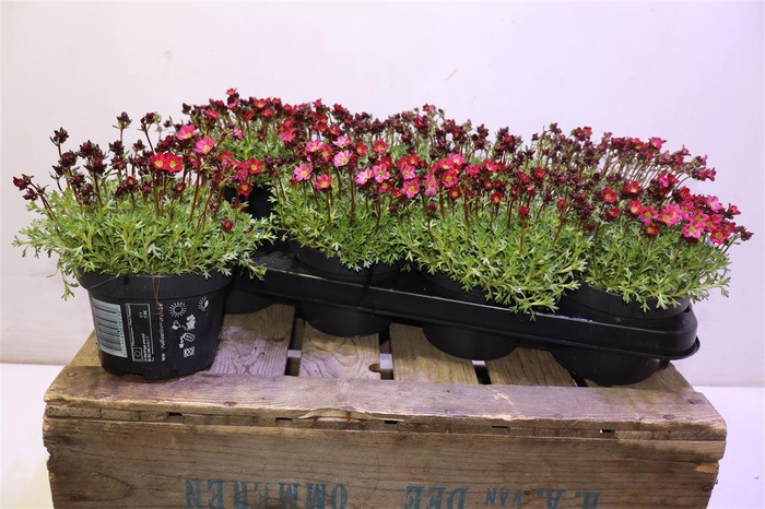 <h4>Saxif Ar Peter Pan</h4>