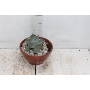 CACTUS VARIADO C18