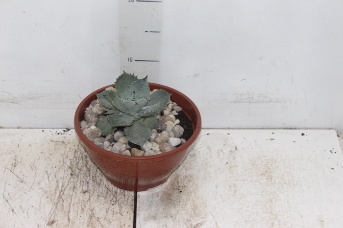 <h4>CACTUS VARIADO C18</h4>