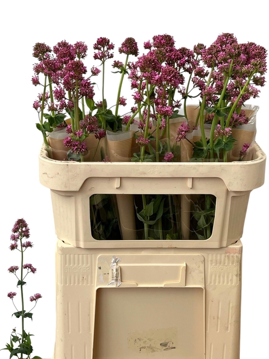 <h4>CENTR RUBER OV</h4>