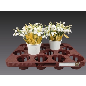 GALANTHUS NIVALIS BS