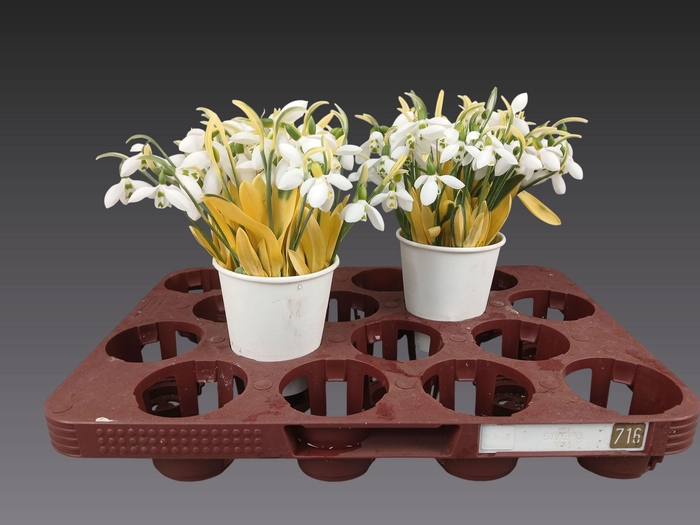 <h4>GALANTHUS NIVALIS BS</h4>