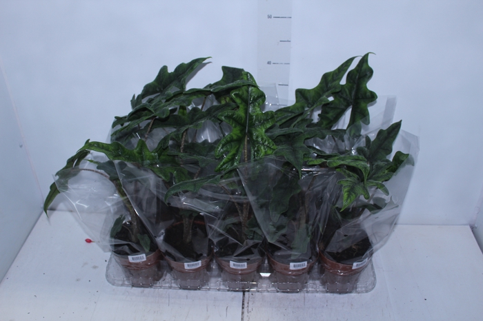 <h4>ALOCASIA JACKLYN P12</h4>