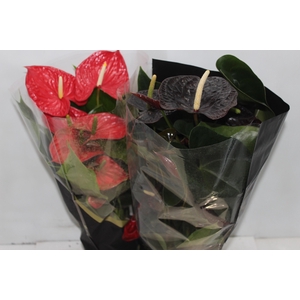 ANTHURIUM VARIADO P17 PREMIUM