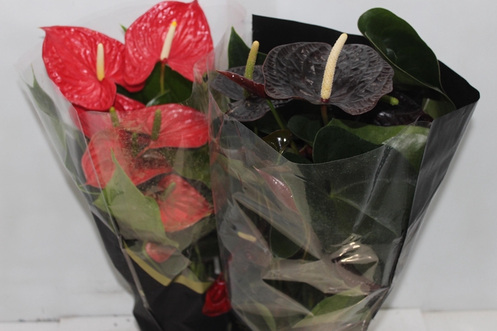 <h4>ANTHURIUM VARIADO P17 PREMIUM</h4>