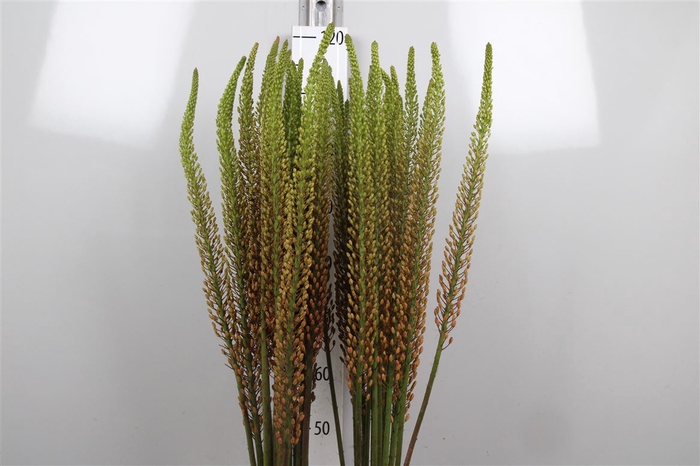 <h4>Eremurus Rumba</h4>