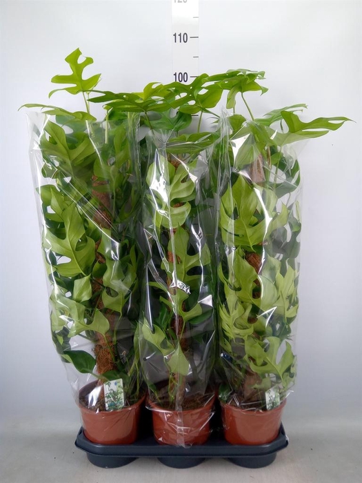 <h4>Monstera delic. 'Piccolo'</h4>