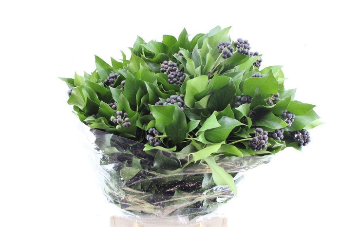 <h4>Hedera Berry 300 Gram</h4>