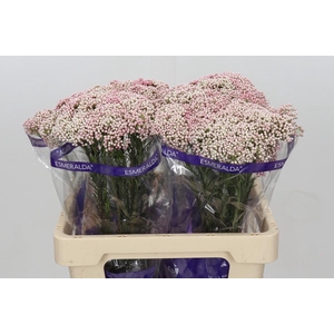 Ozothamnus Cooks Tall Pink