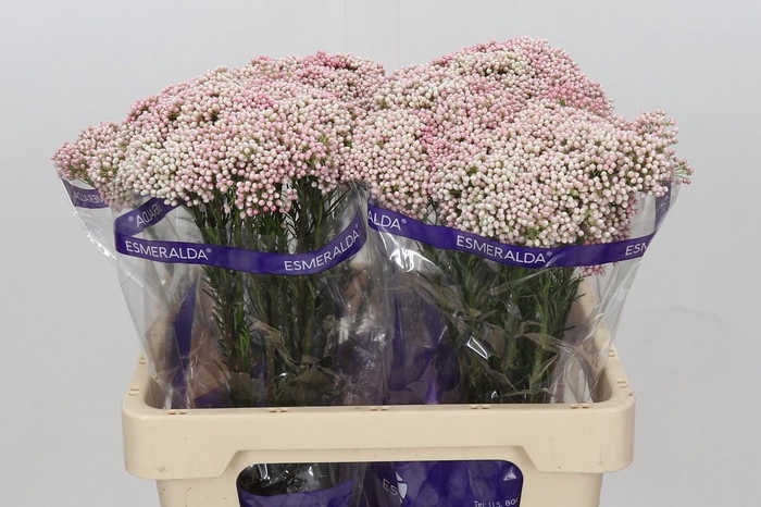 Ozothamnus Cooks Tall Pink