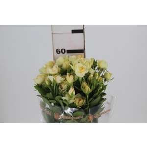 ROSA SPRAY JANA 060 CM CHAMPAGNE/CR