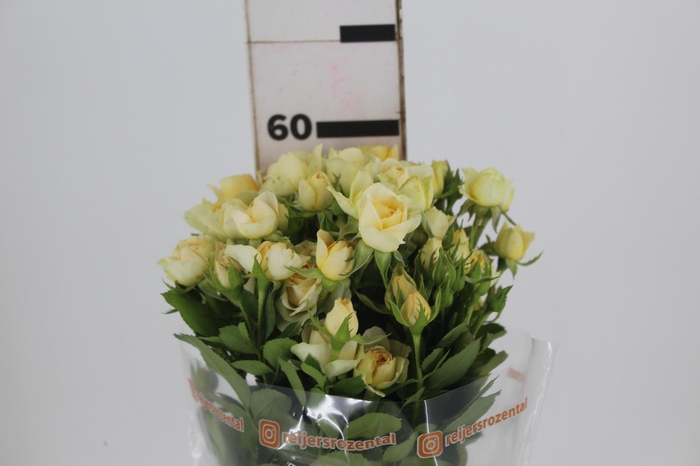 ROSA SPRAY JANA 060 CM CHAMPAGNE/CR