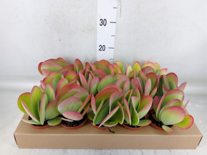 <h4>Kalanchoe NF thyrsiflora</h4>