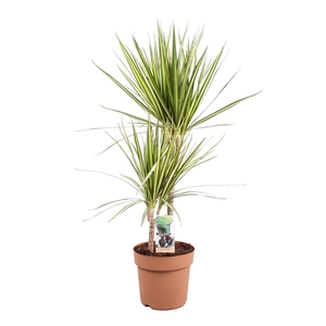 Dracaena Sunray 45-15