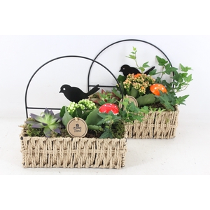arr2 PL - Mand rechth. met vogel - oranje/wit