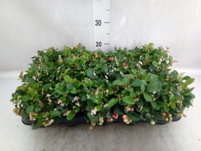 Gaultheria proc. 'Big Berry'