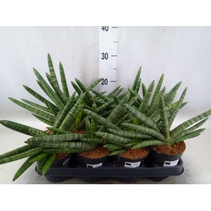 Sansevieria cyl.  ...