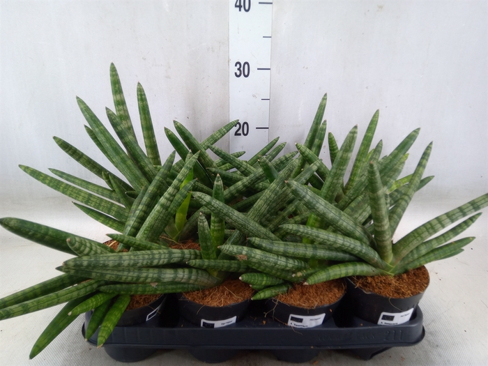 <h4>Sansevieria cyl.  ...</h4>