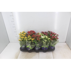 KALANCHOE DOBRADO P11