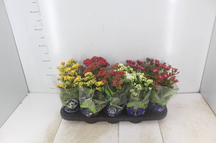 <h4>KALANCHOE DOBRADO P11</h4>