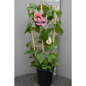 Aristolochia macrophylla