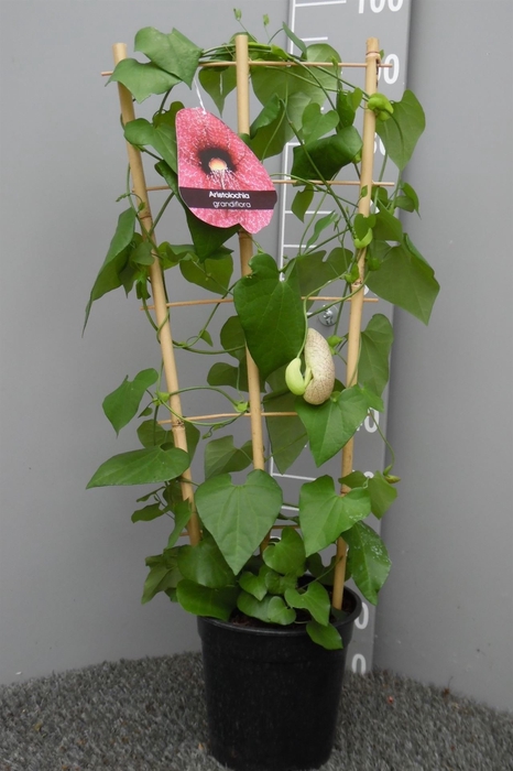 <h4>Aristolochia macrophylla</h4>